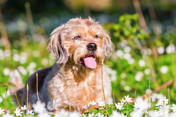 small old dog in the thimbleweeds