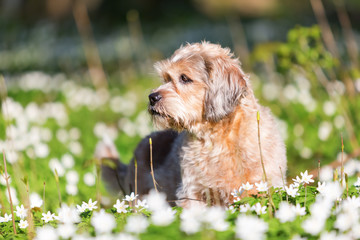 small old dog in the thimbleweeds