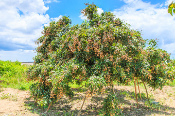 Fototapeta na wymiar Longan orchards, it is the tropical fruit in Thailand
