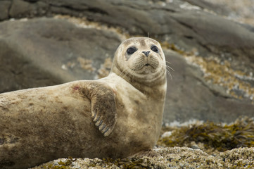Harbor seal resting on rocks in Alaska
