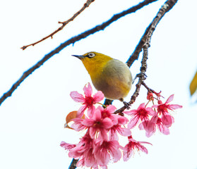 White-eye bird and Cherry Blossom or Sakura