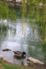 Male mallard duck swimming in a river. Selective focus. 