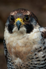 Portrait of peregrine falcon