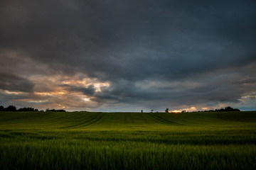 Sunset over wheat field in Scotland