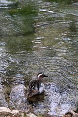 Male garganey duck swimming in a river. Selective focus. 