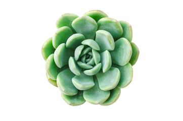 Obraz premium Pastel Green Rosette flowering Plant Echeveria Succulent