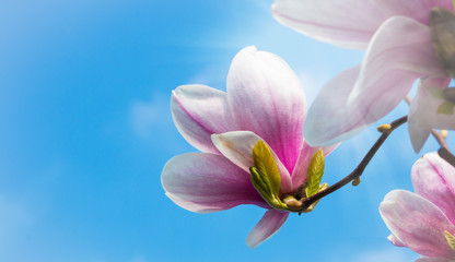 Magnolienblüten vor blauem Himmel mit Sonnenstrahlen