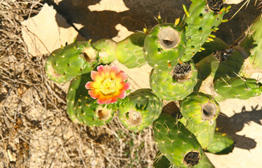 cylindropuntia exaltata