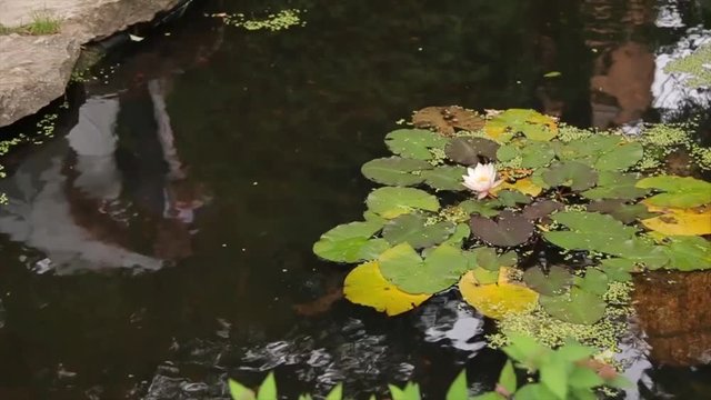 Beautiful flower and leaves in swamp. The swamp Lotus. Flower and leaves in lake. Green swamp where the plant floats. ite lotus flower with yellow pollens and green leaves in the pond flower
