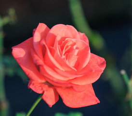 Obraz premium Red rose