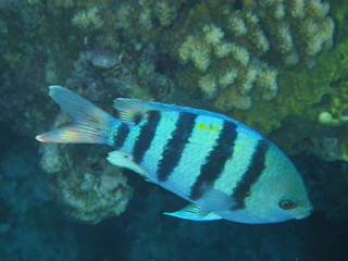 vita sommersa in  mar rosso © paolo