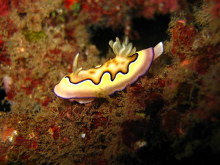 Nudibranchia