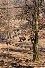 aurochs bison buffalo