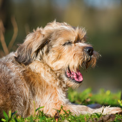 Naklejka na ściany i meble dog lies on the grass and yawns