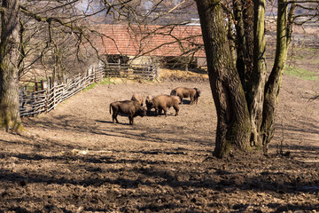 aurochs bison buffalo