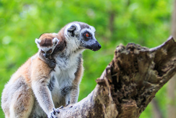 Ring-tailed lemur or Lemur catta