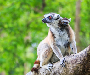Ring-tailed lemur or Lemur catta