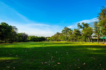 Nature public park with tree and meadow green lawn