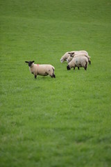 pecore