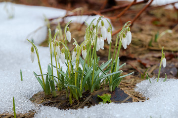 Group of snowdrop flowers growing in snow