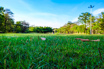 Sun light on green park and meadow