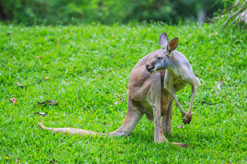 Kangaroo or Wallaby with baby or joey in her pouch.