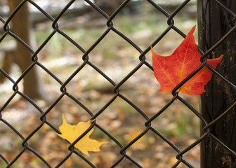 Leaves Caught in a Chain Link Fence