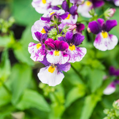 Obraz premium Nemesia Fruticans