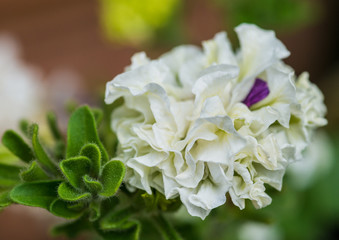 White Petunia