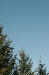 Tops of Pine Trees Against a Blue Sky