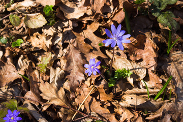 forest cornflowers