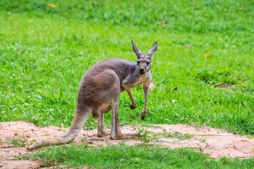 Kangaroo
