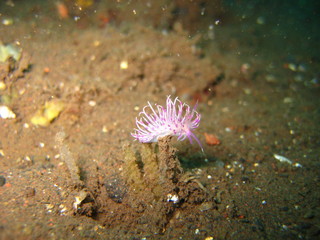 Nudibranchia