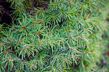 needles