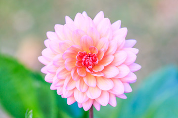 Dahlia flower
