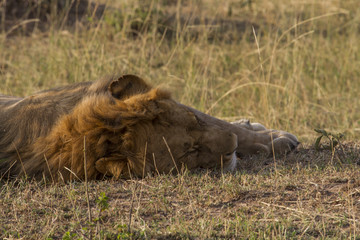 Fototapeta na wymiar Lion resting