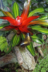 butterfly on a beautiful red flower