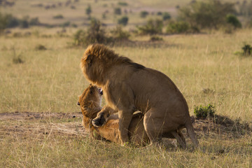 Lions mating