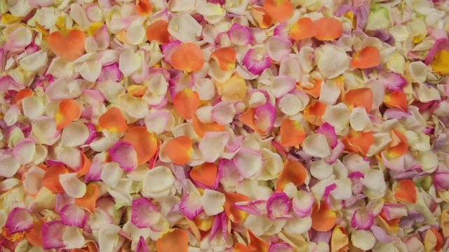 Background from petals of white, pink, scarlet, orange roses. The camera moves parallel to and along the smooth petals. Many flower petals. Beautiful multicolored velvet petals.