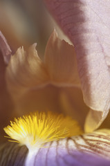 Fototapeta na wymiar Iris flower fragment macro