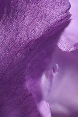 Iris flower fragment macro