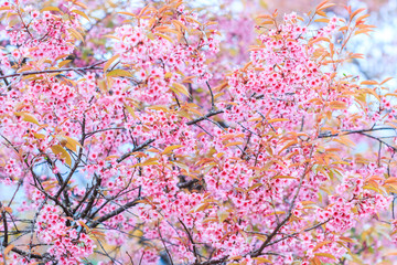 Cherry blossom or Sakura flowers 