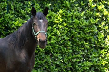 Brown Horse Portrait