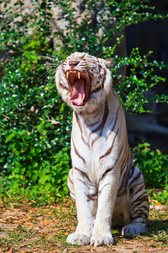 White tiger