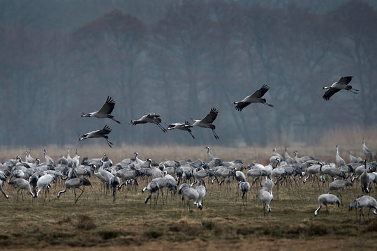 Common crane (Grus grus)