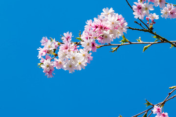 Young flower buds in spring in pink, yellow and white for Easter