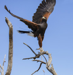Harris Hawk landing on a branch in a ballet pose