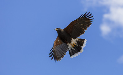 Harris Hawk high in the sky searching for prey