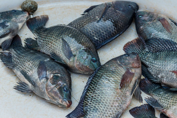Tilapia fish in Thailand local market