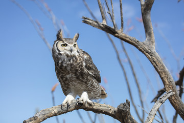 Great horned owl sitting on a tree branch